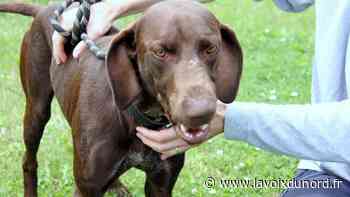 Arras : Paco, Frisko et Wendy espèrent trouver un maître - La Voix du Nord