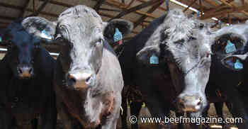 Dairy-beef crossbreds have big impact on beef industry