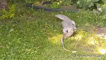 Attica Police searching for Nile monitor lizard that escaped its cage