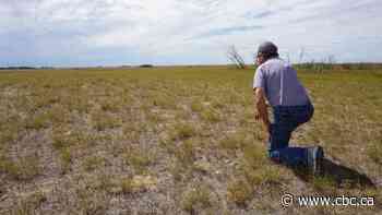 Sask. farmers using trees, winter crops to combat climate change-driven heat