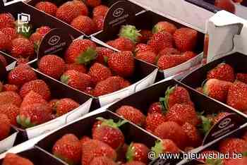 Moeilijk maar degelijk aardbeienseizoen door regen
