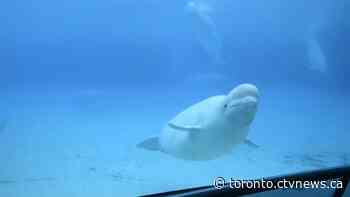 Whale transferred to U.S. aquarium from Marineland dies, no plans to replace it