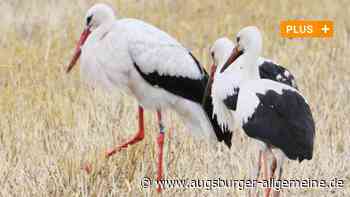 Jungstorch ist nach Emu-Angriff im Augsburger Zoo wieder fit - Augsburger Allgemeine