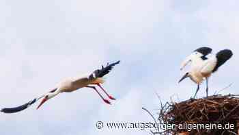 Dramatisches Jahr für Jungstörche im Wittelsbacher Land - Augsburger Allgemeine