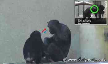 Communication: Apes purposefully use signals to start and end social interactions, study finds