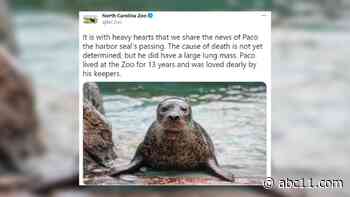 Beloved harbor seal Paco dies after 13 years at NC Zoo