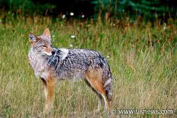 Nevada Officials Hit Impasse Over Coyote Killing Contests