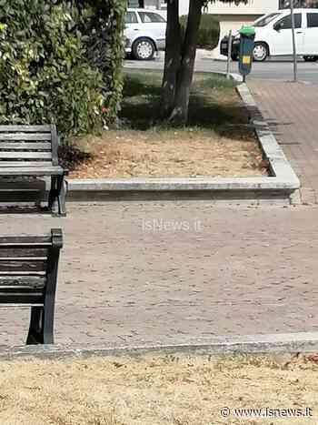 Erba secca e irrigatori rotti in piazza D'Uva: cittadini protestano, Comune rassicura - isnews