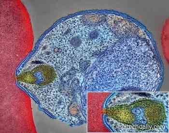 One Dose of a New Monoclonal Antibody Safely Prevents Malaria