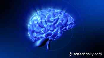 Microbes Turn Back the Clock: New Research Discovers Their Potential To Reverse Aging in the Brain