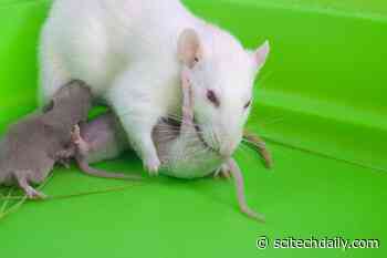 “Experienced” Mouse Mothers Tutor Virgin Females To Parent, Helped by Hormone Oxytocin