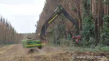 Forestry out, farming in for Kangaroo Island timber company