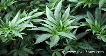 Wyoming medical cannabis ballot initiative clears first hurdle - fox13now.com