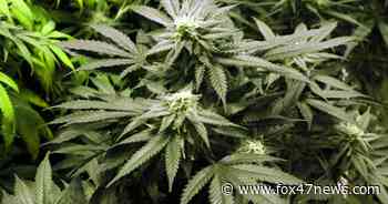 Despite signatures, the issue of medical marijuana in Mason will not be on the November ballot - WSYM-TV