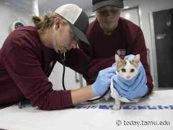 Texas A&M Entities Practice Emergency Response, Provide Medical Services At Operation Lone Star - Texas A&M University Today