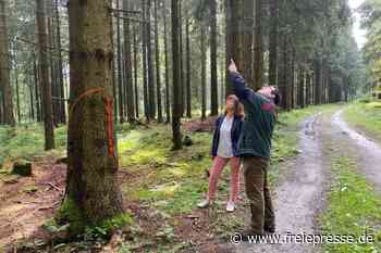 Bäume werden für bessere Loipen gefällt - Freie Presse