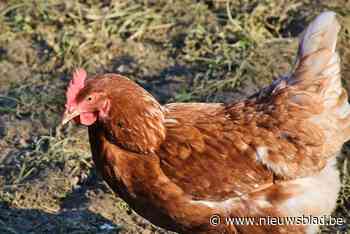 Gemeente verkoopt kippen tegen spotprijsje (maar je mag ze wel niet meteen in de pot gooien)