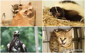 Dierenwelzijn neemt exotische soorten in beslag bij erkende inrichting: “Situatie wordt opgevolgd” - Gazet van Antwerpen