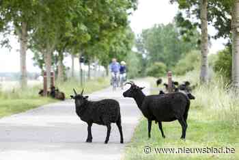 Grazende schapen doen hun job: meer dan 500 planten- en dierensoorten geteld op één dag