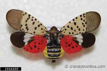 Spotted lanternfly spotted in Rhode Island - Cranston Herald