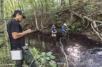 Trout & About: URI students and the Rhode Island DEM look to track brook trout - The Independent
