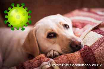 What is kennel cough? Symptoms as cases high in London