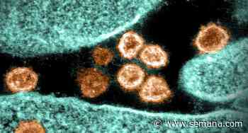 Variante iota: advierten cómo esta nueva cepa del coronavirus se expande con mayor rapidez - Revista Semana