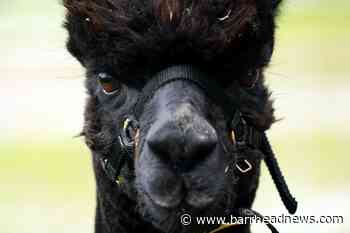 Eustice defends tests used to condemn Geronimo the death row alpaca - Barrhead News