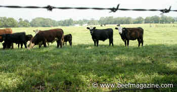 Castrate young bull calves early