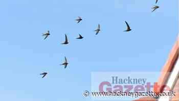 Alice Bonifacio on the plight of the swift in Hackney - Hackney Gazette