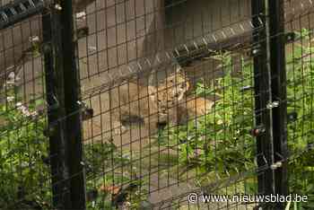 Volop kraambezoek bij leeuwenwelpen in de Zoo: “Ik kan uren kijken naar die kleintjes!”