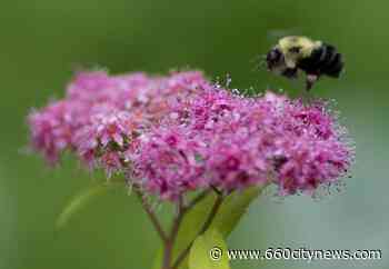 Calgary pollinator garden destroyed, volunteers devastated - 660 News