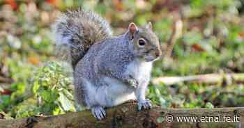 Online il Rapporto ISPRA sulla biodiversità in Italia - Etnalife