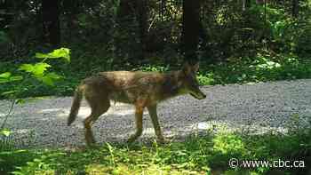 2nd coyote attack in Vancouver's Stanley Park in a month injures 5-year-old