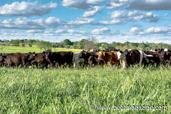 Cattle industry commits to Climate Neutrality by 2040