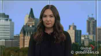 Adopt a Pet with Llama the cat