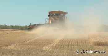 Rain does little to ease drought conditions as harvest continues in Saskatchewan