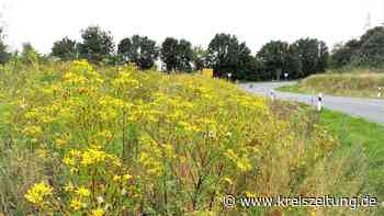 Ausbreitung des Jakobskreuzkrauts bereitet Landvolk und Imkern Sorge - kreiszeitung.de