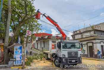 Retiran árbol que cayó en zona de Los Berros - plumas libres