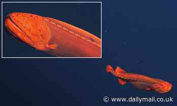 Shape-shifting whalefish is spotted swimming 6,600 feet below surface near California