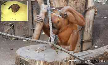 Orangutans instinctively know how to use hammers and do not need to be taught, study reveals 