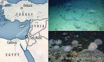 Experts find previously unknown deep-water shark nursery near Israel's coast