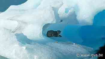 Verbaasde toeristen spotten wilde poema op drijvende ijsberg - Gazet van Antwerpen