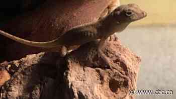 Sault Ste. Marie, Ont., woman brought home a plant and ended up with a pet lizard
