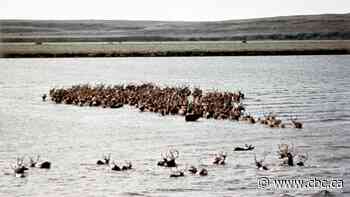 Inuvialuit organization takes control of storied Canadian reindeer herd