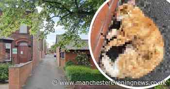 Thugs let vicious dogs loose on defenseless pet cat in Bolton - Manchester Evening News