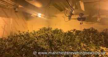 Police raid huge £1m cannabis farm in Bolton warehouse - with 11 rooms of plants - Manchester Evening News