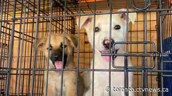 Toronto rescue drives to Manitoba to donate food, brings back 16 dogs displaced by fires - CTV Toronto