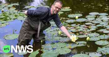 Bloeiende Heilige Lotusbloemen zorgen voor exotische taferelen in Arboretum Kalmthout - VRT NWS