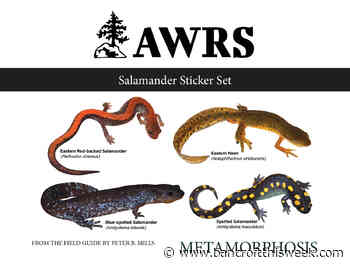 Salamander stickers in hot demand | Bancroft this Week - Bancroft This Week